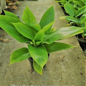 Philodendron-Imperial-Green.jpeg Philodendron Imperial Green 14cm Pot