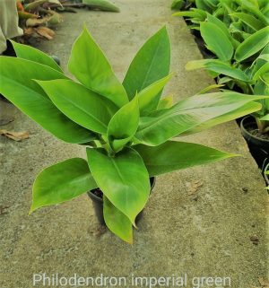 Philodendron Imperial Green 14cm Pot