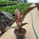 Philodendron Imperial Red 19cm Pot