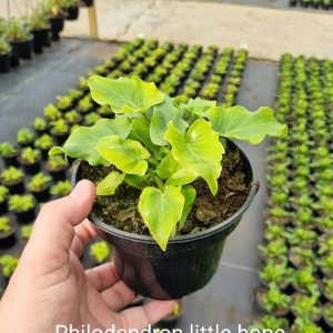 Philodendron-Little-Hope-14cm-Pot.jpeg Philodendron Little Hope 14cm Pot