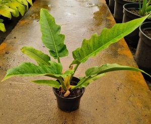 Philodendron Narrow 14cm Pot