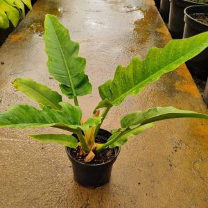 Philodendron-Narrow-14cm-Pot.jpeg Philodendron Narrow 14cm Pot