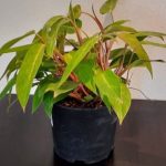 Philodendron "Painted Lady" 35cm Pot