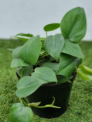 Philodendron-Scandens-15cm.jpeg Philodendron Scandens 15cm Pot