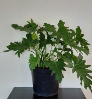 Philodendron Selloum 25cm Pot