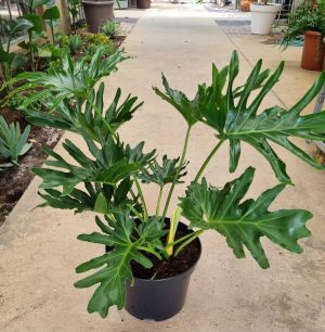 Philodendron Selloum 30cm Pot