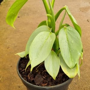 Philodendron Silver Sword 14cm Pot
