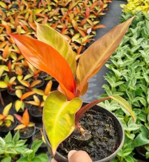 Philodendron Sun Red 14cm Pot