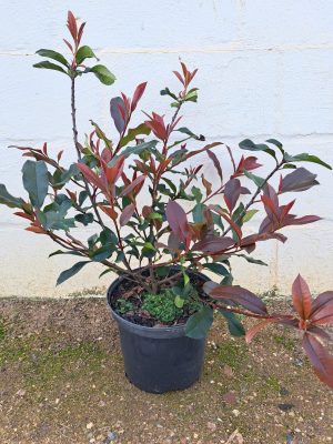 Photinia Red Robin 21cm Pot