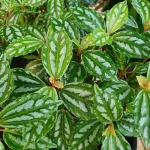 Pilea Cadierei 10cm Pot