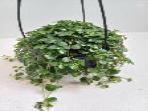 Pilea Depressa 16cm Hanging Basket