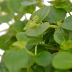 Pilea Depressa Baby Tears 20cm Hanging Basket