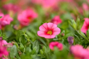 Calibrachoa Parviflora Pink 15cm Pot