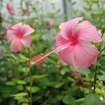 Hibiscus Various 10lt