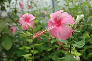 Pink-Butterfly.webp Hibiscus Various 10lt