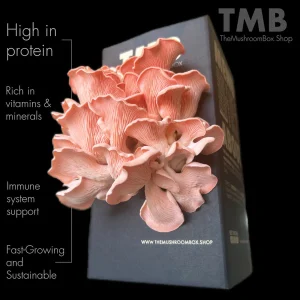 Pink-Oyster-Mushroom-Box.webp Pink Oyster Mushroom Box