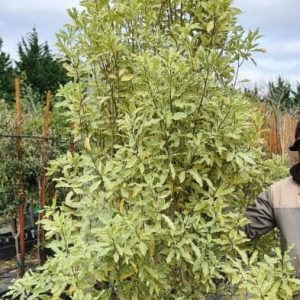 Pittosporum-eugenoides-Variegatum-70lt.jpg Pittosporum Eugenioides 'Variegatum' 70lt