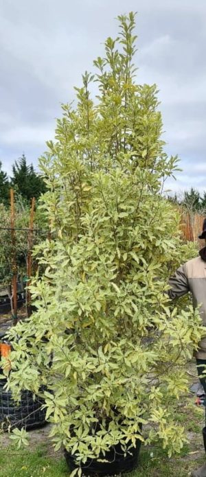 Pittosporum Eugenioides 'Variegatum' 70lt