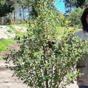 Pittosporum-nigrescens-70lt-G.jpg Pittosporum Nigrescens 70lt