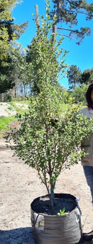 Pittosporum Nigrescens 70lt