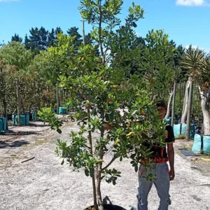 Pittosporum-viridiflorum.webp Pittosporum Viridiflorum 70lt