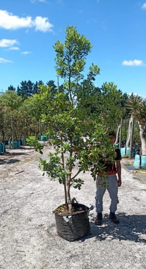 Pittosporum Viridiflorum 70lt