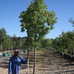 Pittosporum-viridiflorum-White-Cape-Beech-Cheesewood.jpg Pittosporum Viridiflorum 200lt