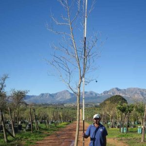 Platanus Acerifolia 200lt