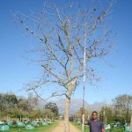 Platanus-acerifolius-London-Plane.jpg Platanus Acerifolia 1000lt