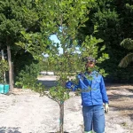 Platanus x Acerifolia ​ 70lt