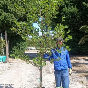 Platanus-x-acerifolia.webp Platanus x Acerifolia 70lt