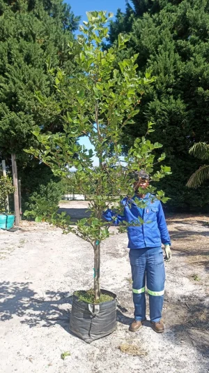 Platanus x Acerifolia ​ 70lt