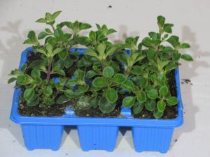 Plectranthus Chimanimaniensis 6 Pack