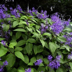 Plectranthus-Ecklonii-Blue.jpg Plectranthus Ecklonii Blue 4lt