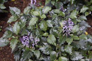 Plectranthus-Mona-Lavender.jpg Plectranthus Mona Lavender 30cm Pot