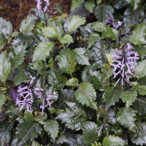 Plectranthus-Mona-Lavender.jpg Plectranthus Mona Lavender 4lt