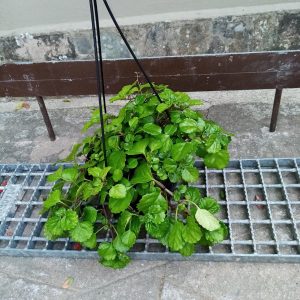 Plectranthus Money Plant 16cm Hanging Basket