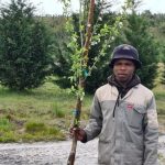 Plum Laetitia Tree 70lt