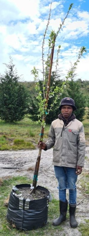 Plum Laetitia Tree 70lt