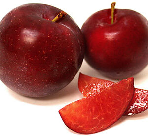 Plum Santa Rosa Tree 50lt Plum Santa Rosa Tree 50lt