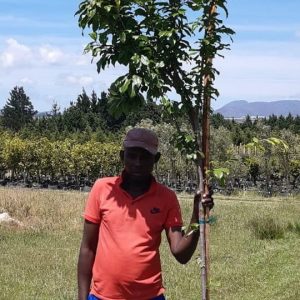 Plum-Songold-70lt-G.jpg Plum Songold Tree 70lt