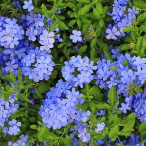 Plumbago Auriculata Blue 15cm Pot