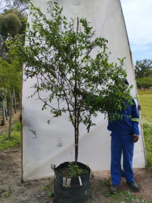 Plumbago Auriculata Alba 'Lollipop' 70lt