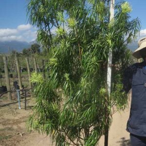 Podocarpus Henkelii 40lt Common Name: Henkel's Yellowwood