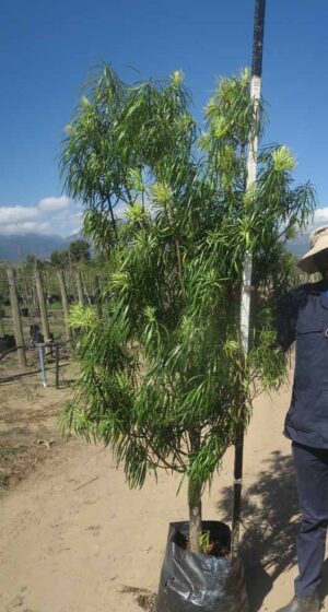 Podocarpus Henkelii 40lt Common Name: Henkel's Yellowwood