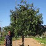 Podocarpus Henkelii 1000lt