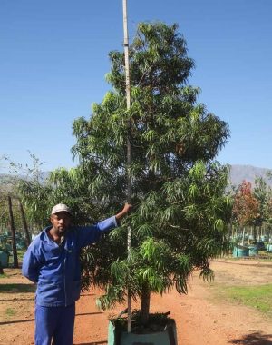 Podocarpus Henkelii 200lt