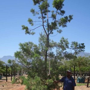 Afrocarpus Falcatus 400lt