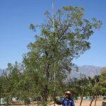 Afrocarpus Falcatus 1000lt