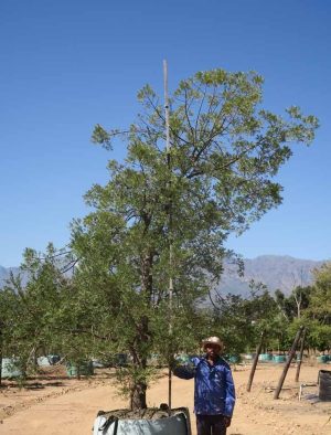 Afrocarpus Falcatus 1000lt